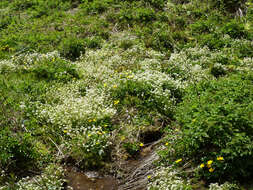 Image of Cochlearia pyrenaica subsp. pyrenaica