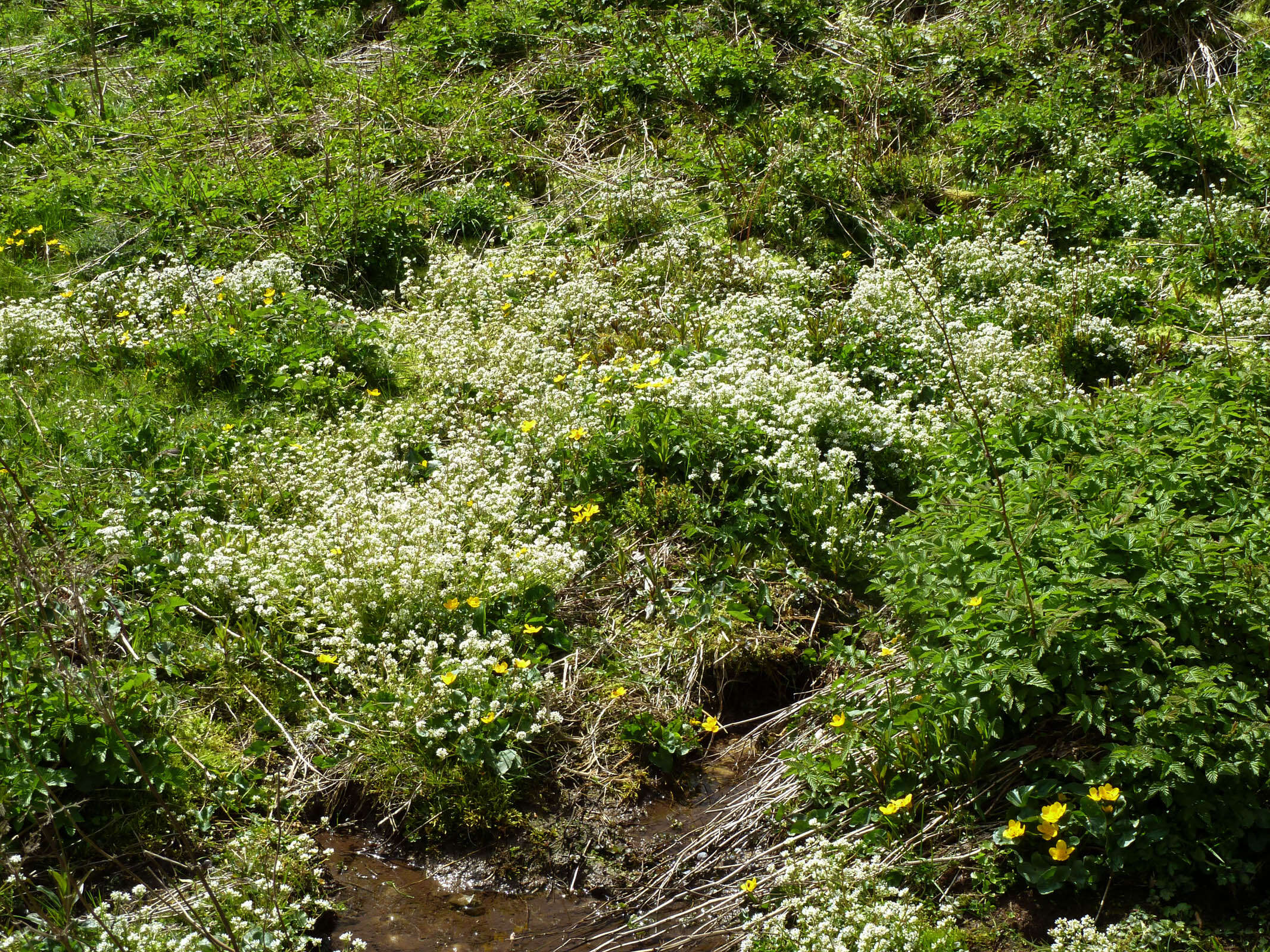 Image of Cochlearia pyrenaica subsp. pyrenaica