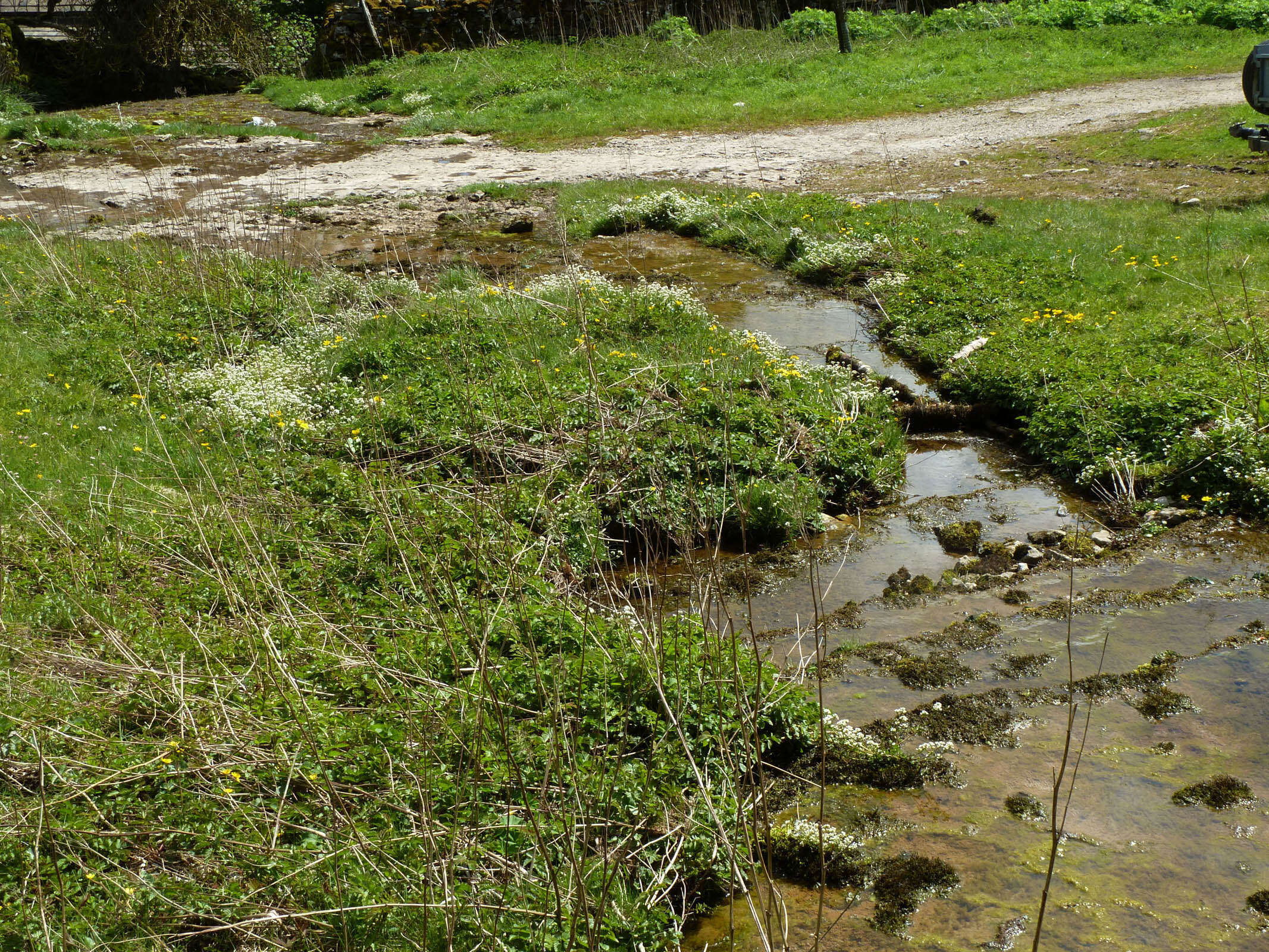 Image of Cochlearia pyrenaica subsp. pyrenaica