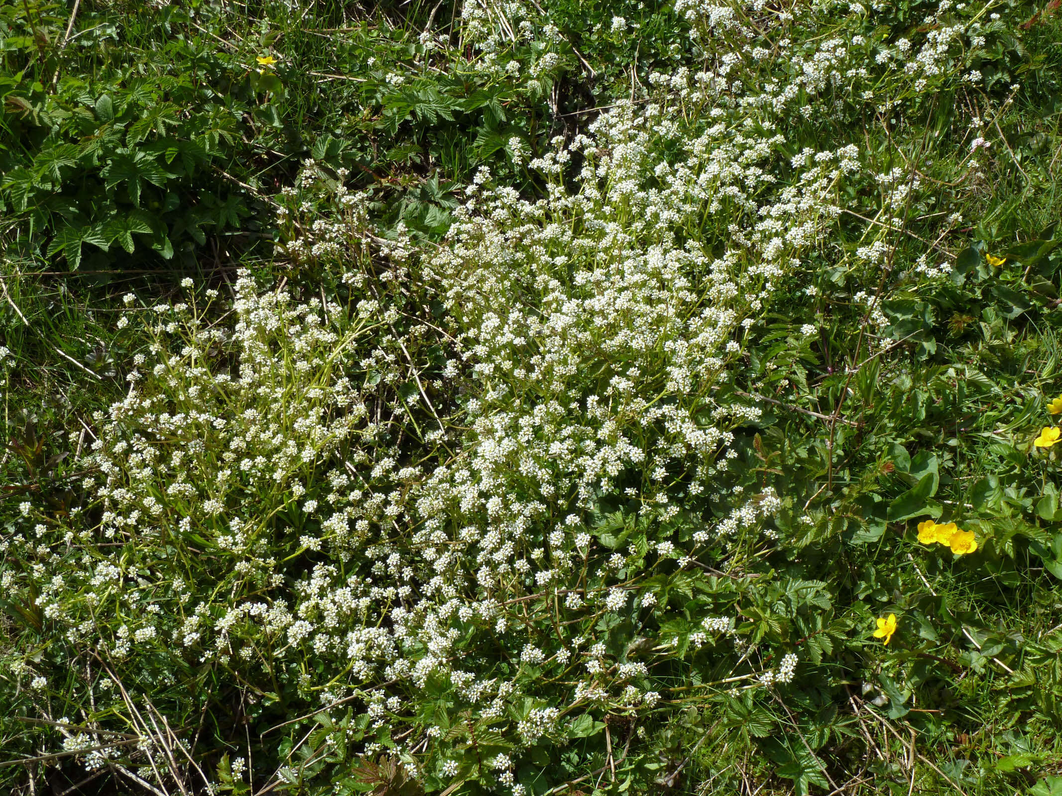 Image of Cochlearia pyrenaica subsp. pyrenaica