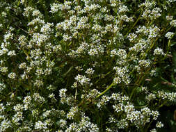 Image of Cochlearia pyrenaica subsp. pyrenaica