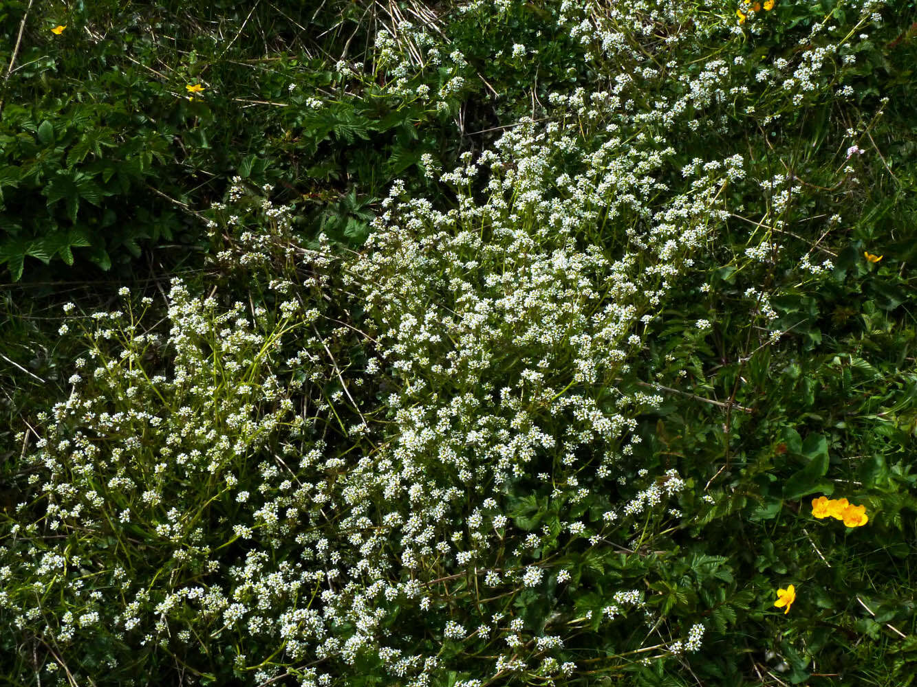 Image of Cochlearia pyrenaica subsp. pyrenaica