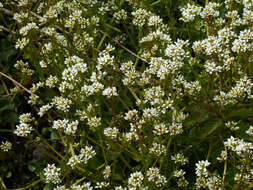 Image of Cochlearia pyrenaica subsp. pyrenaica