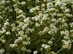 Image of Cochlearia pyrenaica subsp. pyrenaica