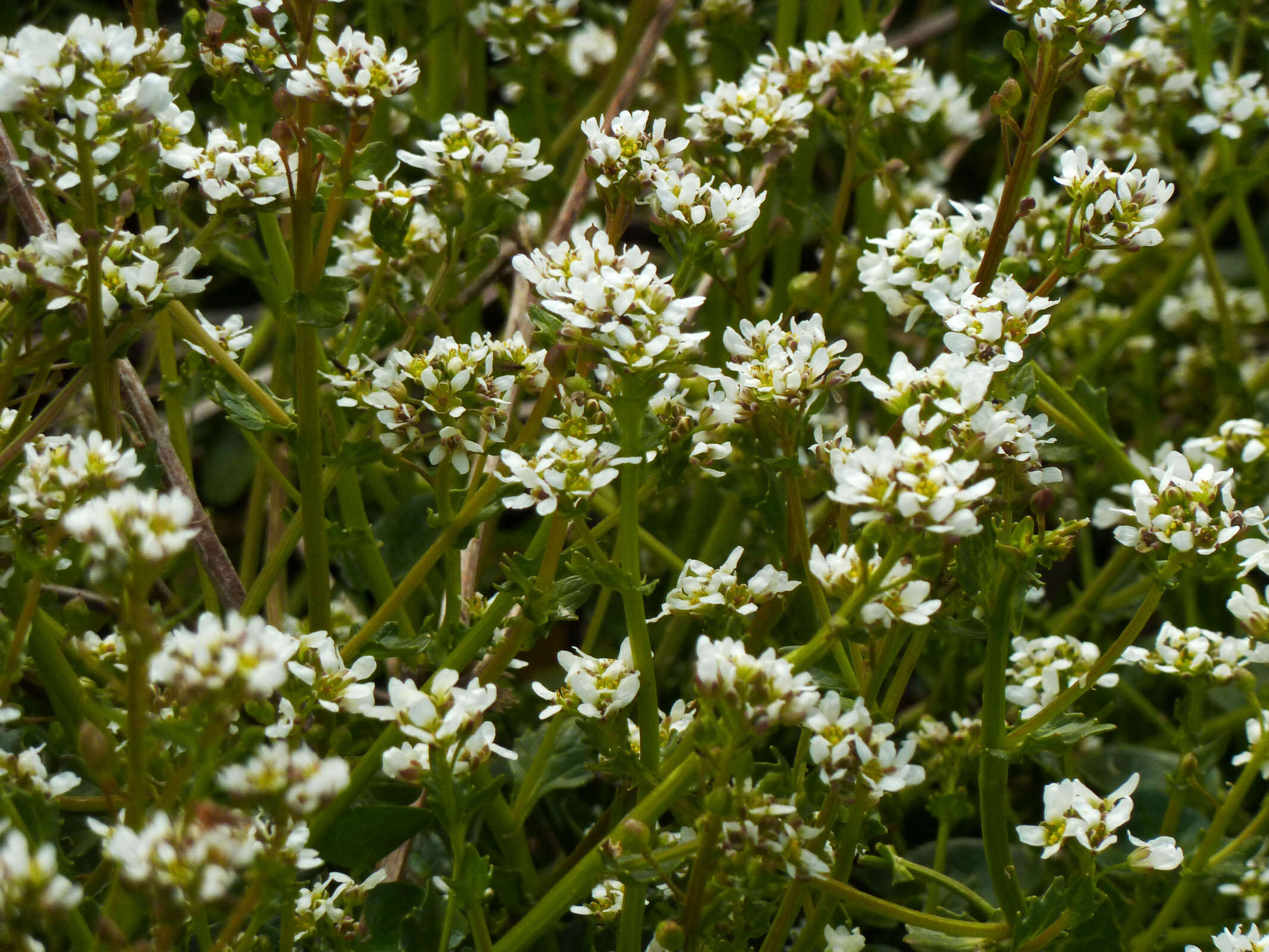 Image of Cochlearia pyrenaica subsp. pyrenaica