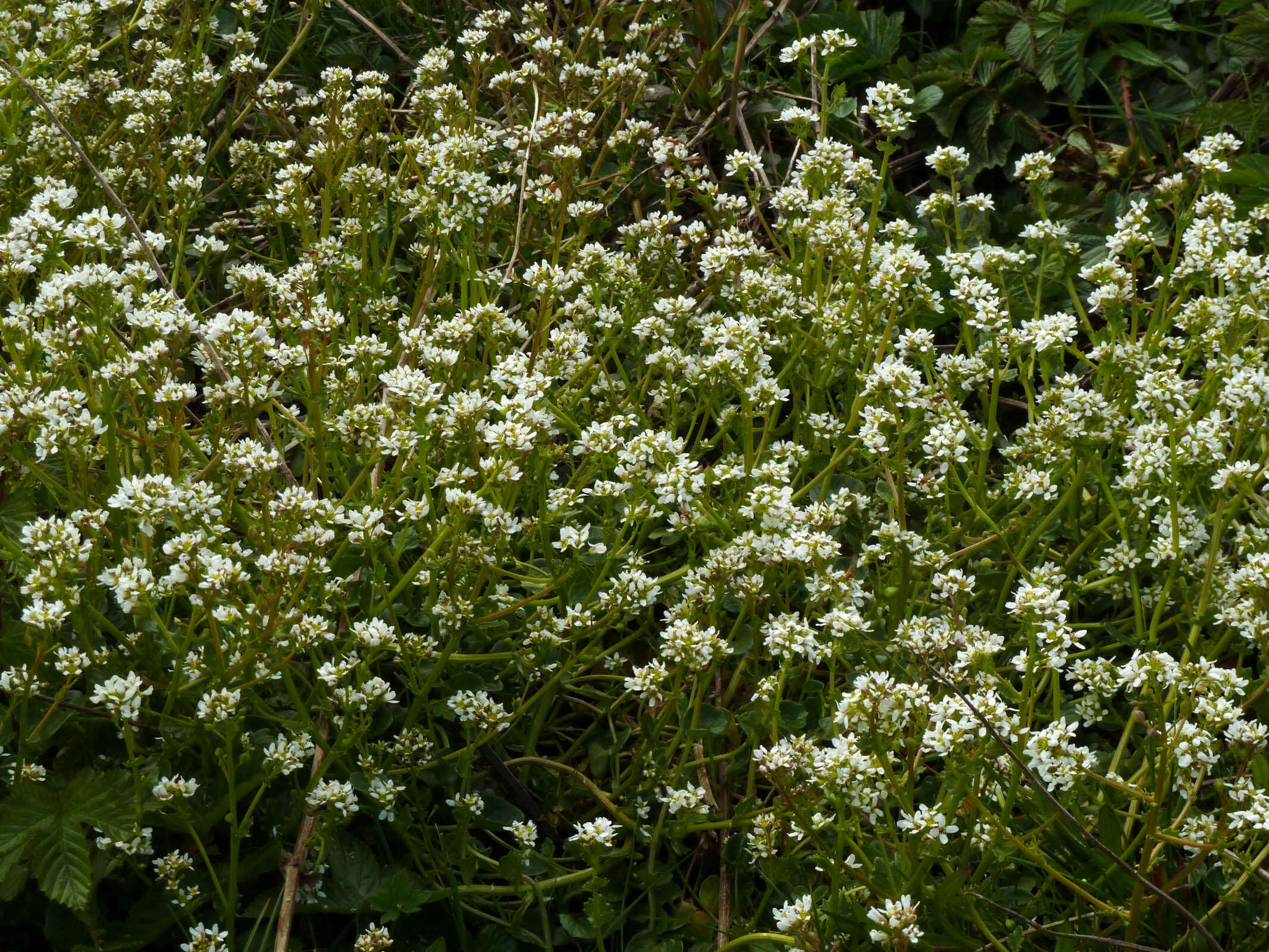 Image of Cochlearia pyrenaica subsp. pyrenaica