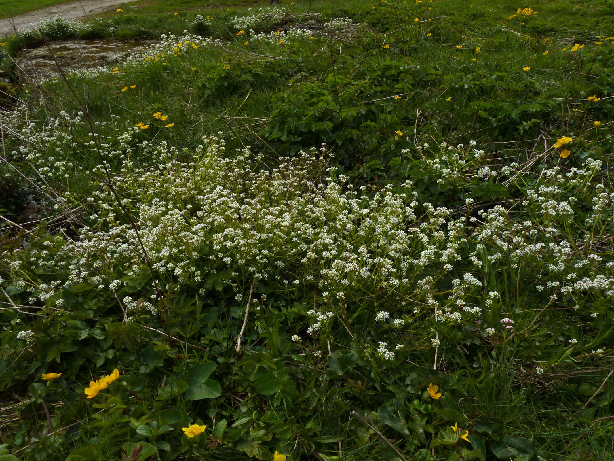 Image of Cochlearia pyrenaica subsp. pyrenaica