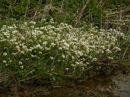 Image of Cochlearia pyrenaica subsp. pyrenaica