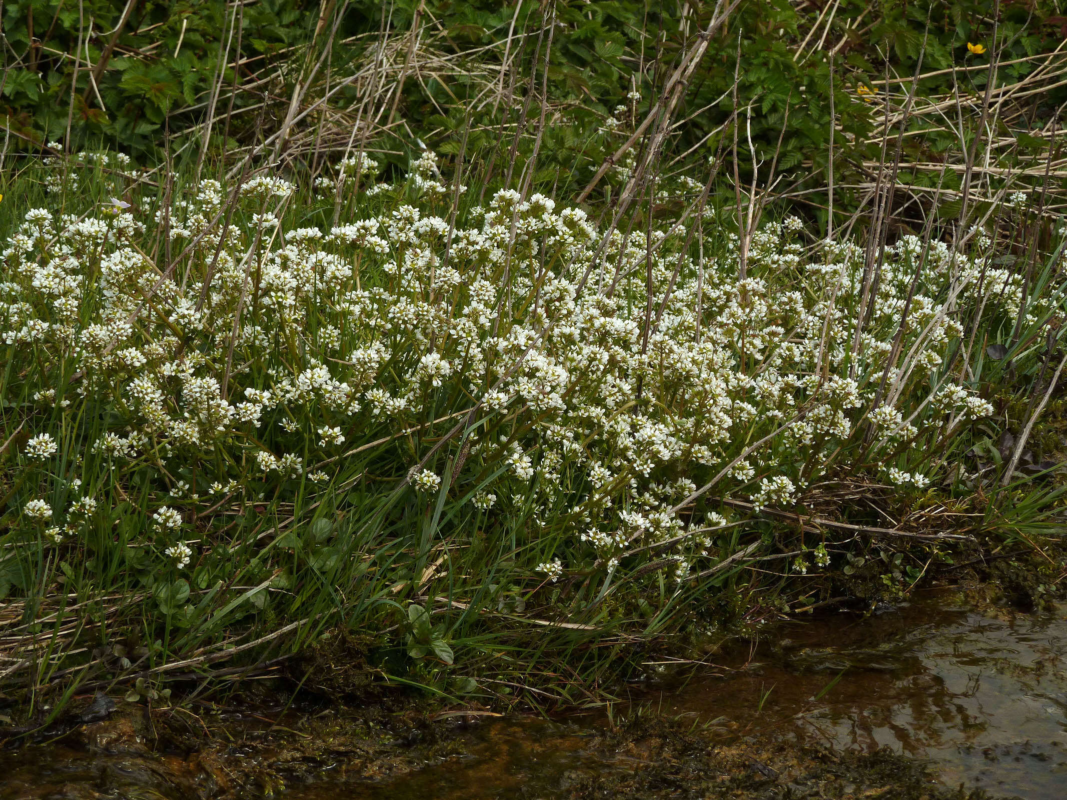 Image of Cochlearia pyrenaica subsp. pyrenaica