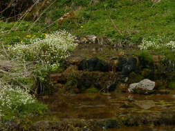 Image of Cochlearia pyrenaica subsp. pyrenaica