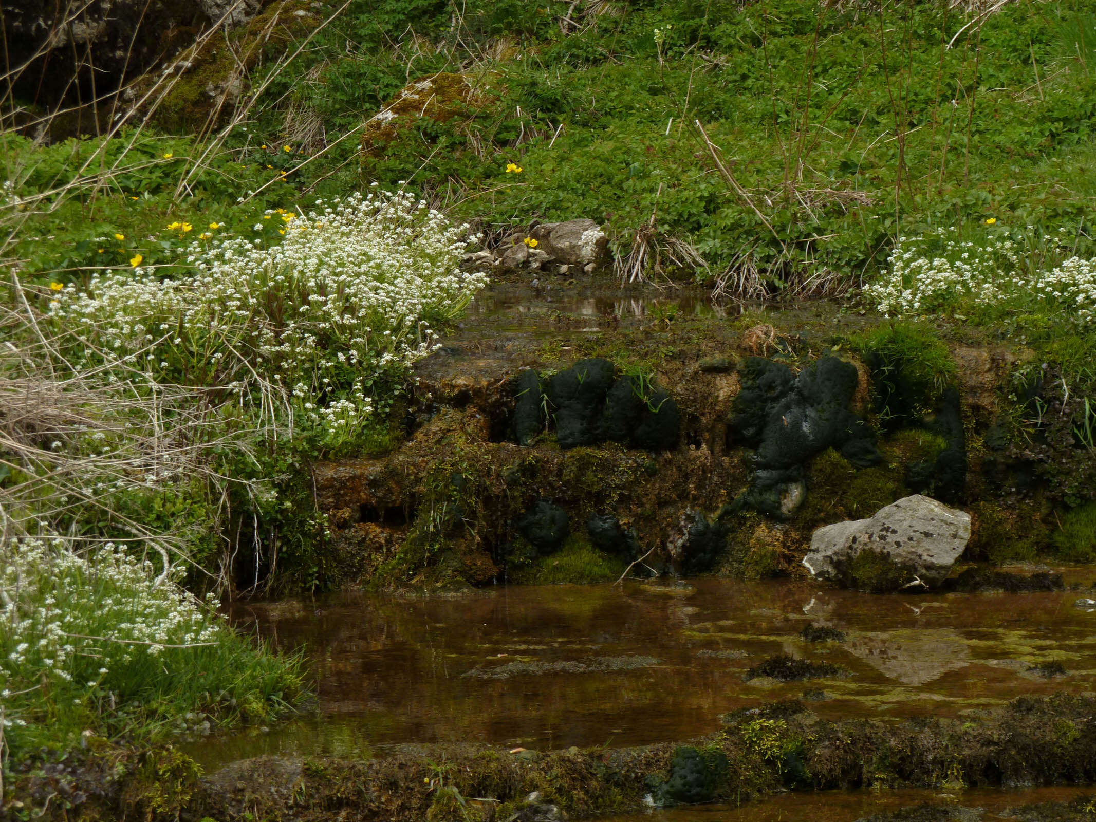 Image of Cochlearia pyrenaica subsp. pyrenaica