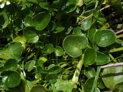 Image of Cochlearia pyrenaica subsp. pyrenaica