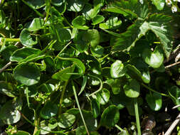 Image of Cochlearia pyrenaica subsp. pyrenaica