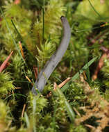 Image of Clavaria greletii Boud. 1917