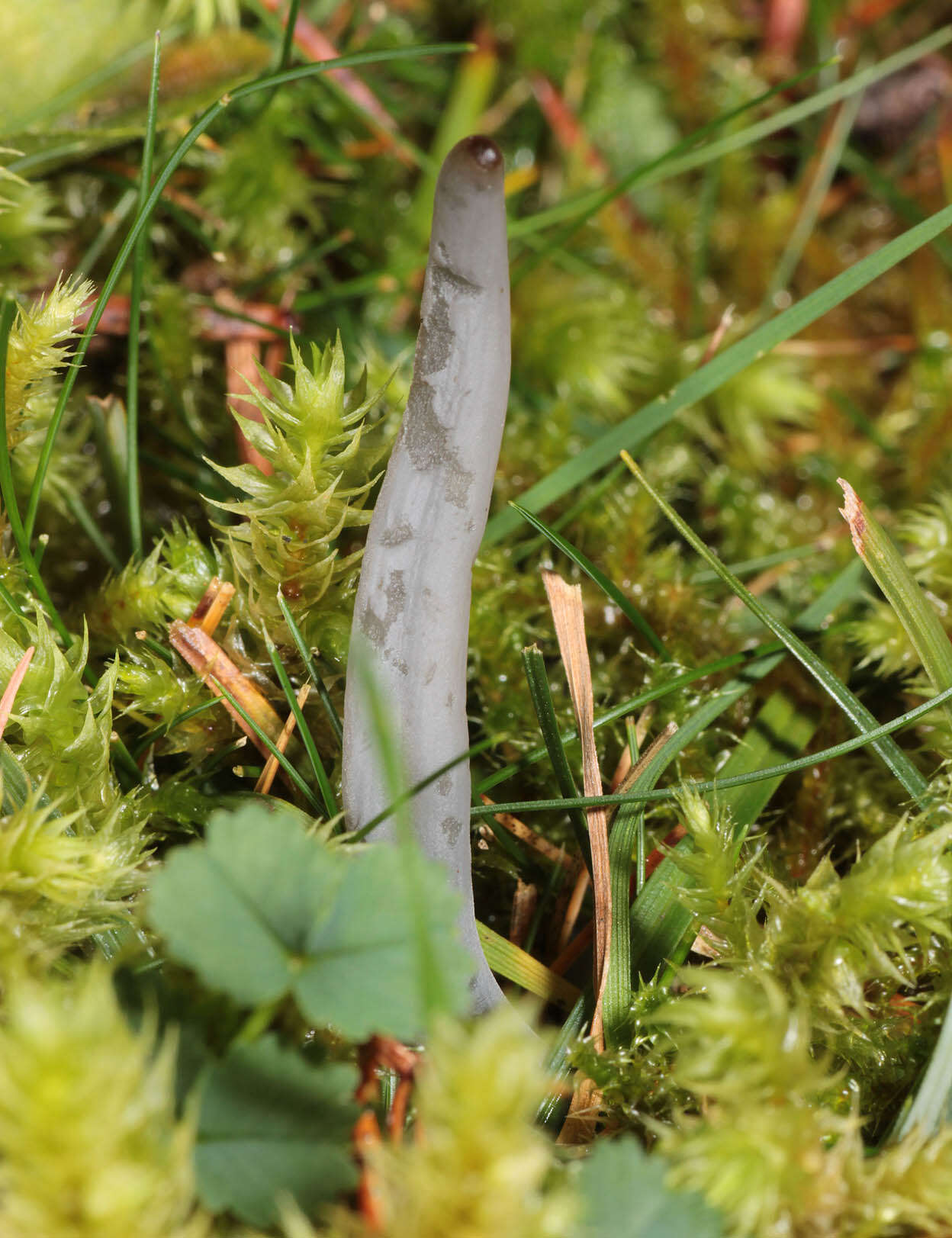 Image of Clavaria greletii Boud. 1917