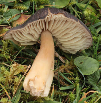 Image of Hygrocybe nitrata (Pers.) Wünsche 1877