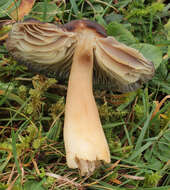 Image of Hygrocybe nitrata (Pers.) Wünsche 1877
