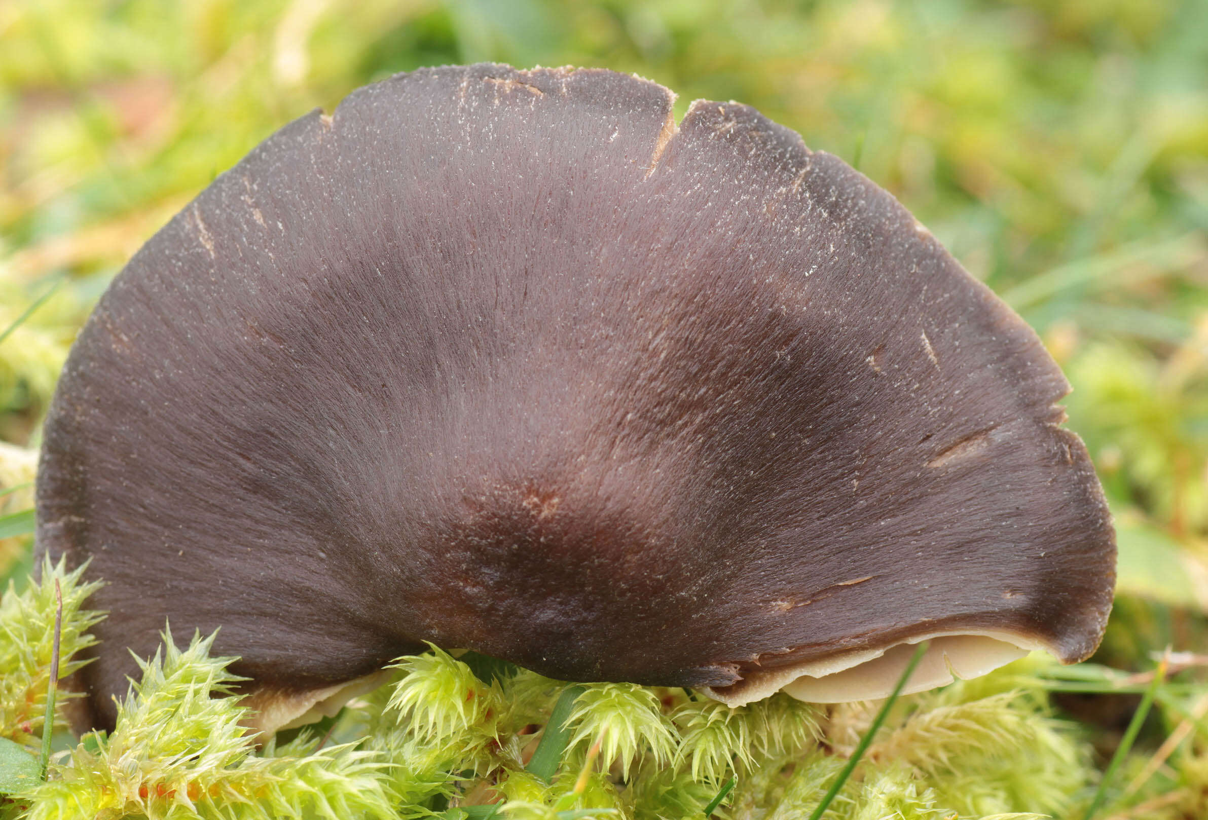 Image of Hygrocybe nitrata (Pers.) Wünsche 1877