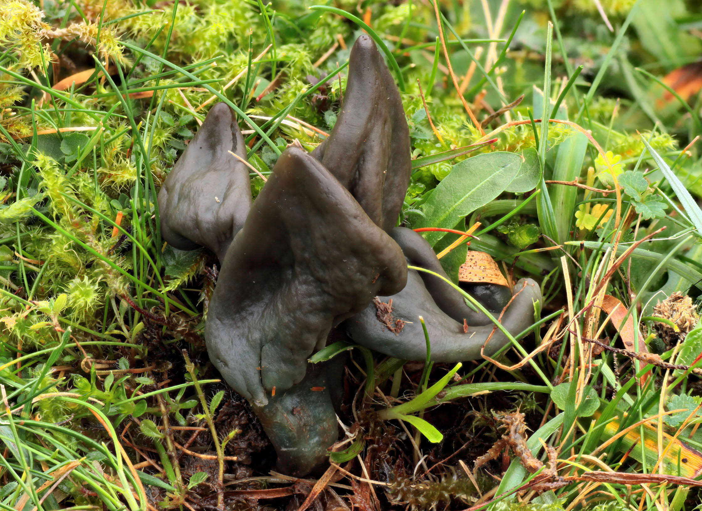 Image of Olive earthtongue