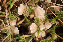 Image of Small Moss Oysterling