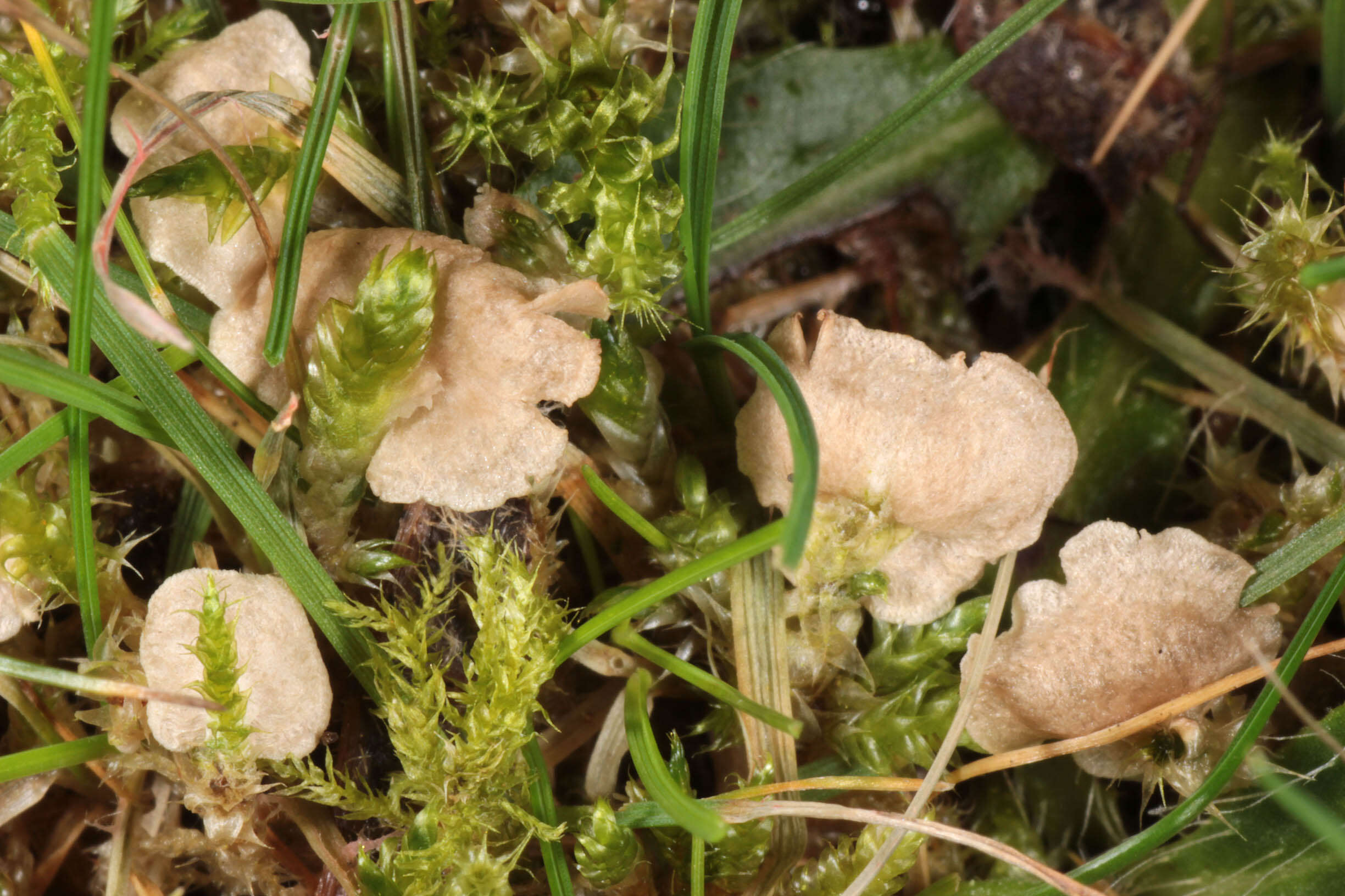 Image of Small Moss Oysterling