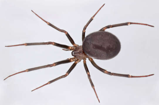 Image of False black widow