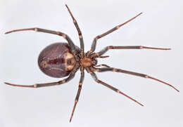 Image of False black widow