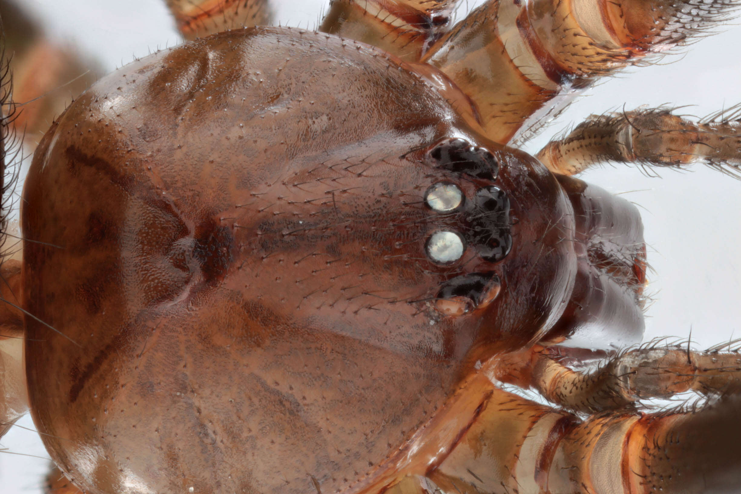 Image of False black widow