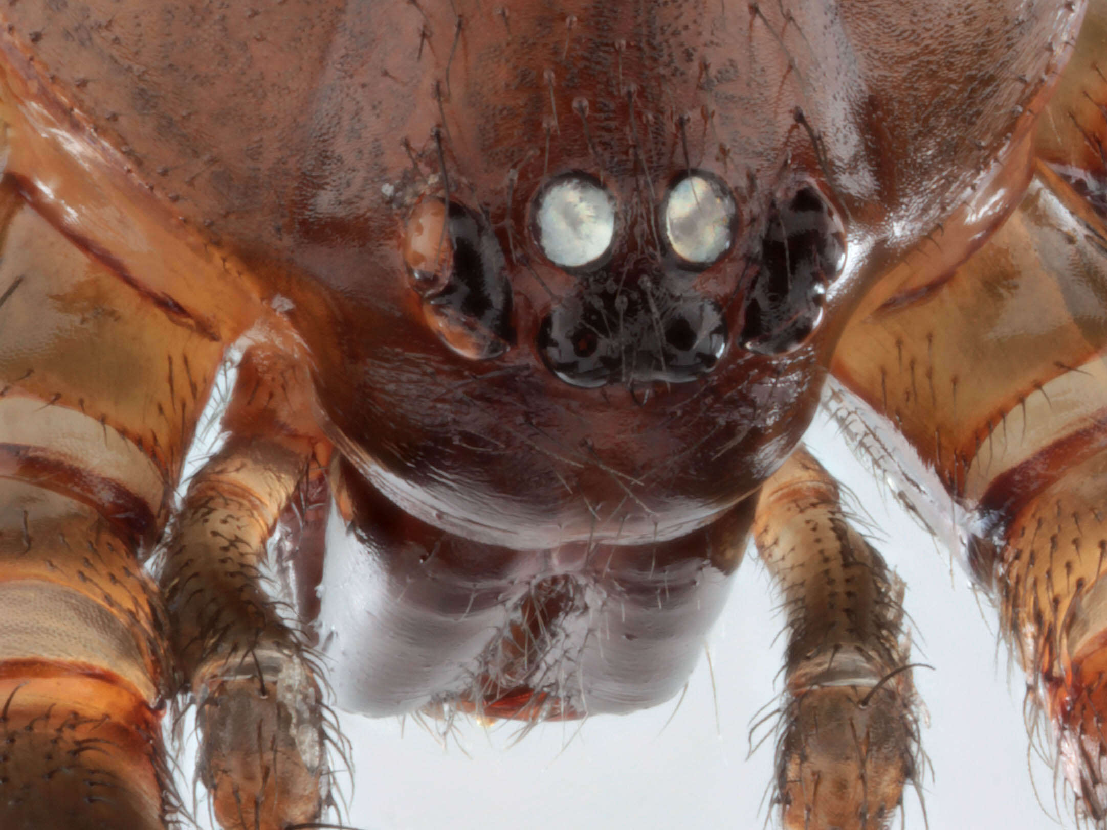 Image of False black widow