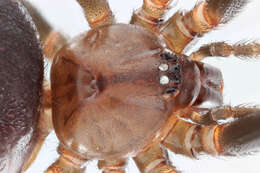 Image of False black widow