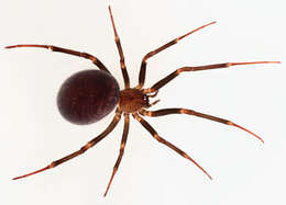 Image of False black widow