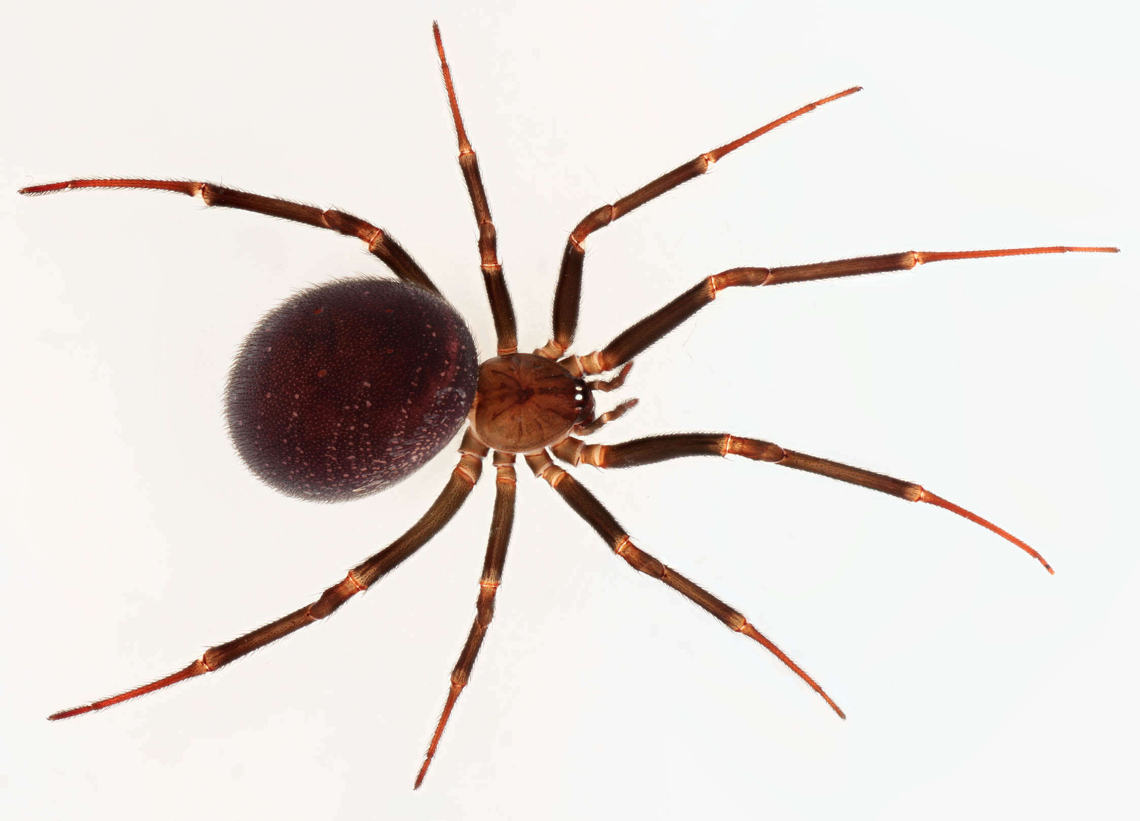 Image of False black widow