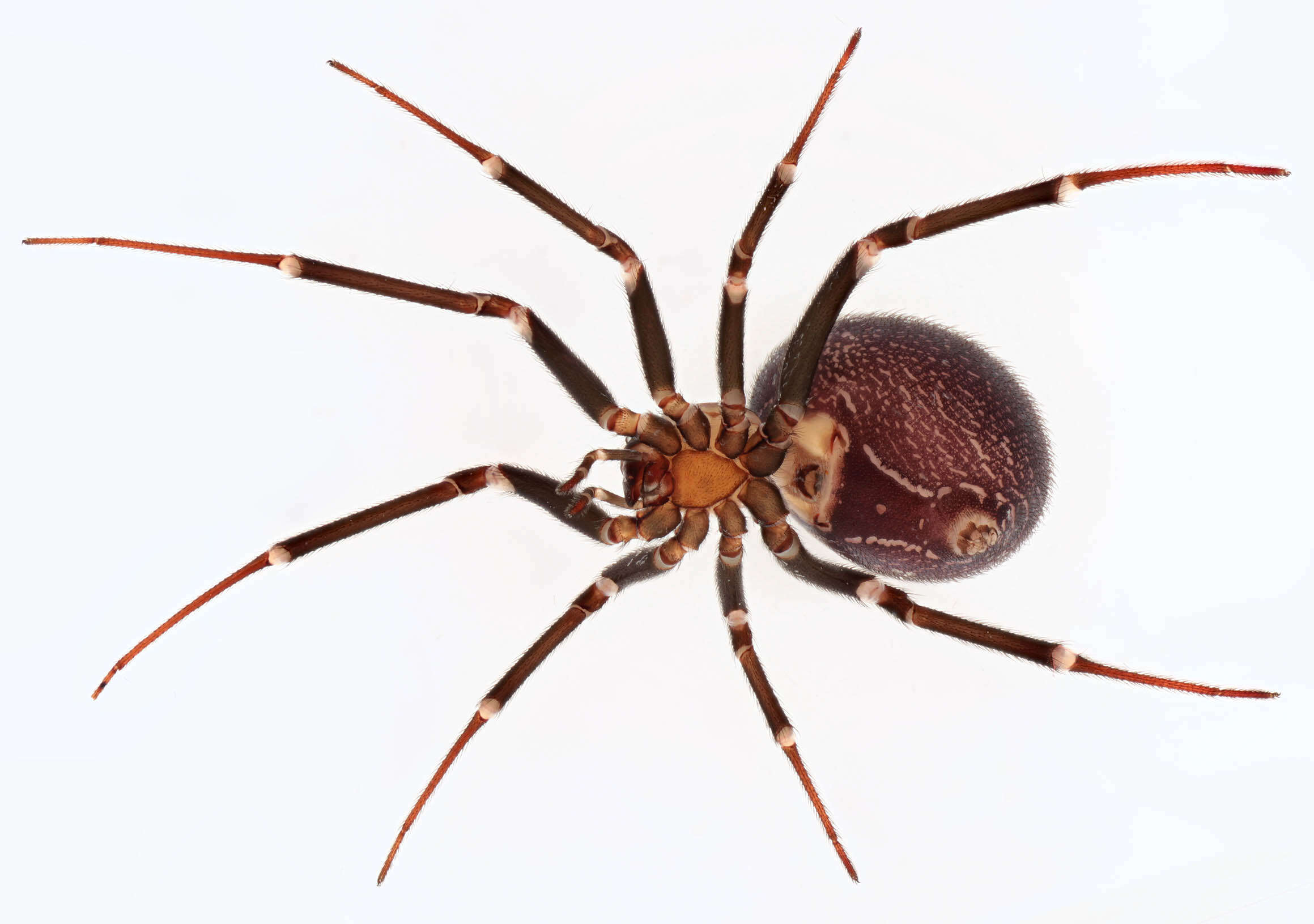 Image of False black widow