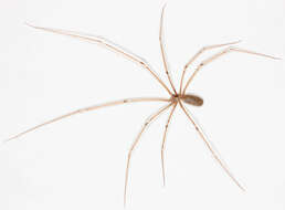 Image of Long-bodied Cellar Spider