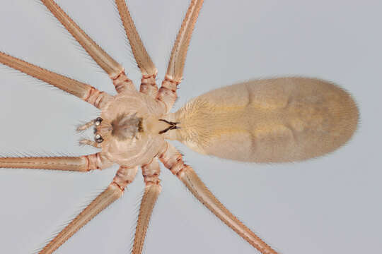 Imagem de Pholcus phalangioides (Fuesslin 1775)