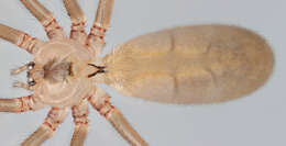 Image of Long-bodied Cellar Spider