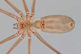 Image of Long-bodied Cellar Spider