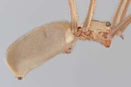 Image of Long-bodied Cellar Spider