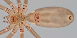 Image of Long-bodied Cellar Spider