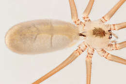 Image of Long-bodied Cellar Spider