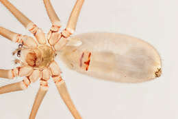 Image of Long-bodied Cellar Spider