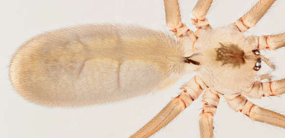 Image of Long-bodied Cellar Spider