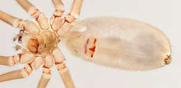 Image of Long-bodied Cellar Spider