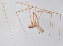 Imagem de Pholcus phalangioides (Fuesslin 1775)