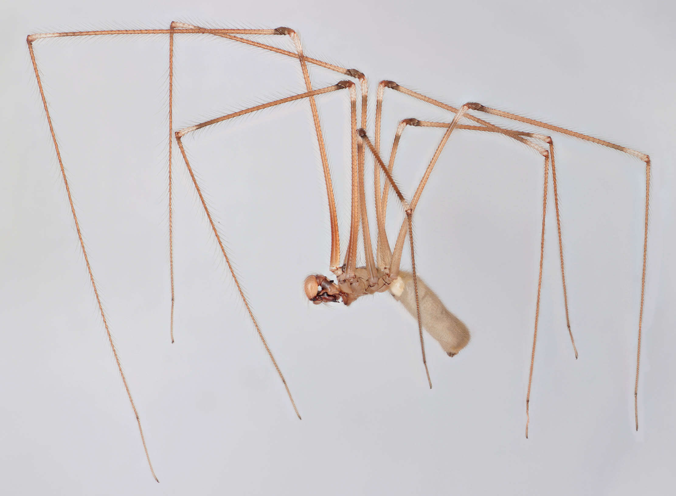 Image of Long-bodied Cellar Spider