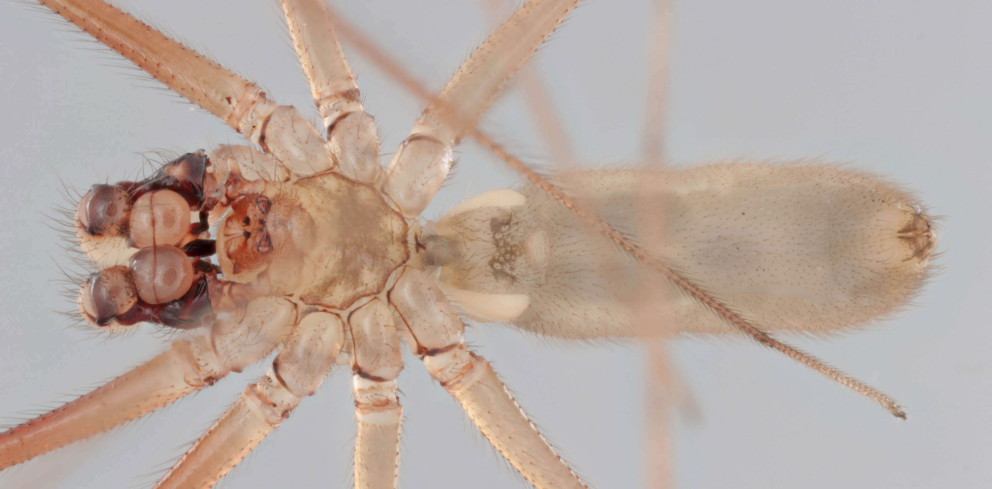 Image of Long-bodied Cellar Spider