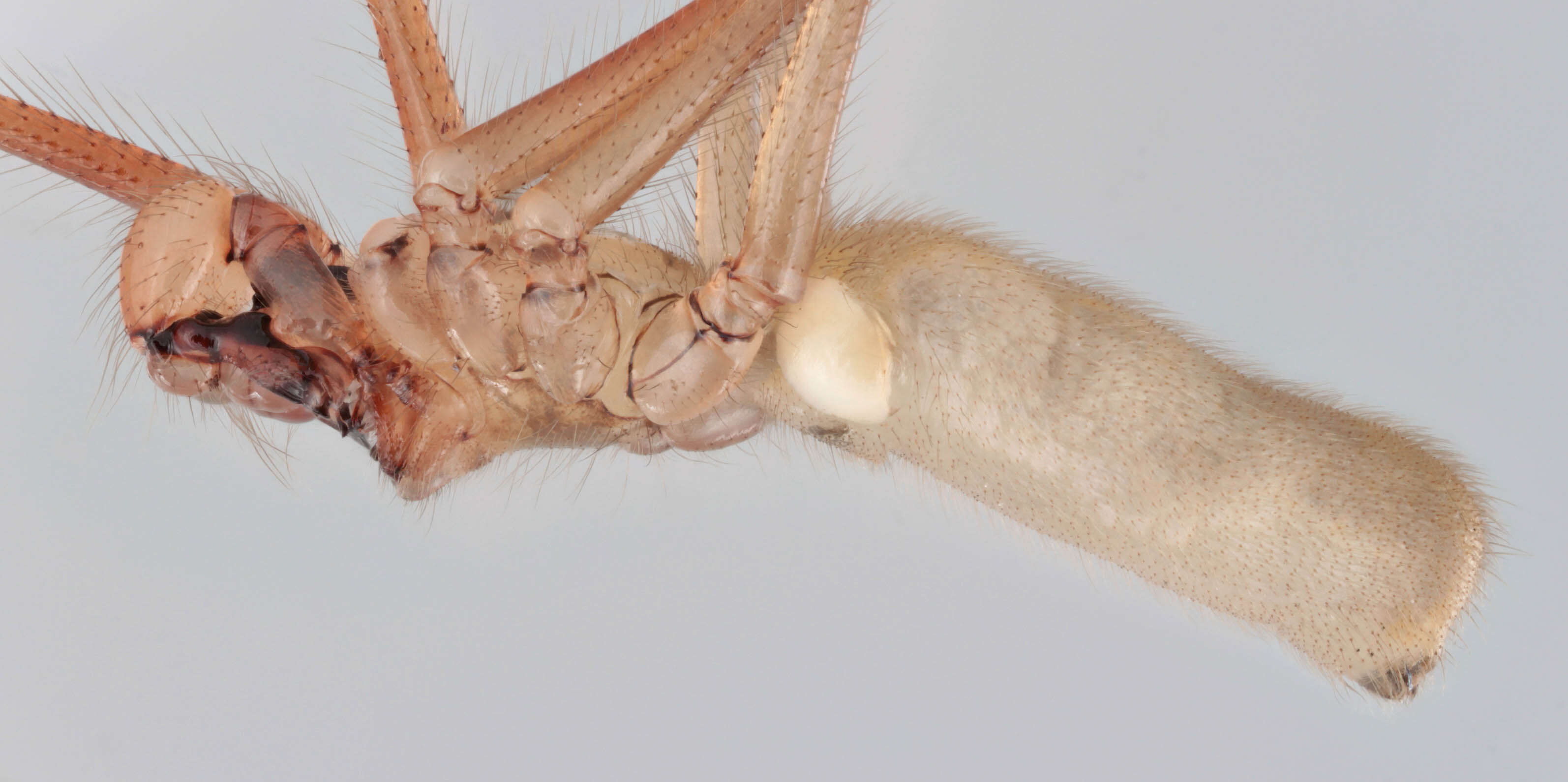 Image of Long-bodied Cellar Spider