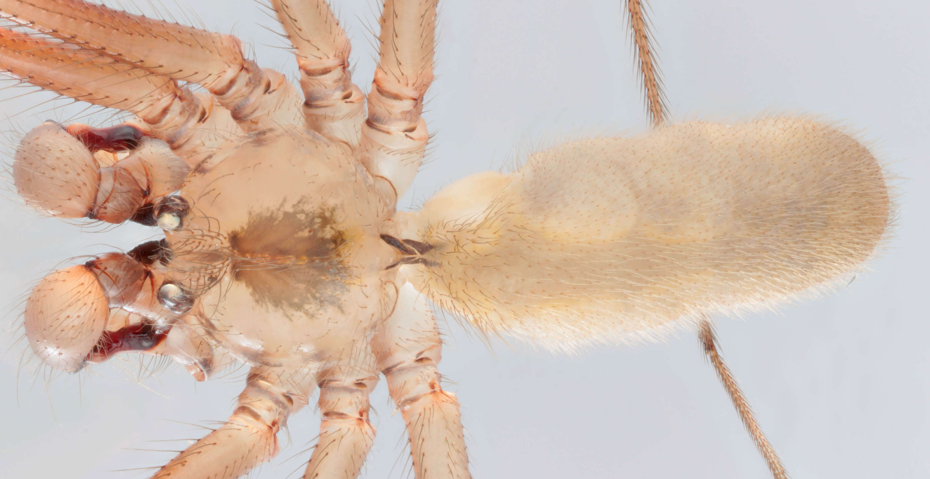 Image of Long-bodied Cellar Spider