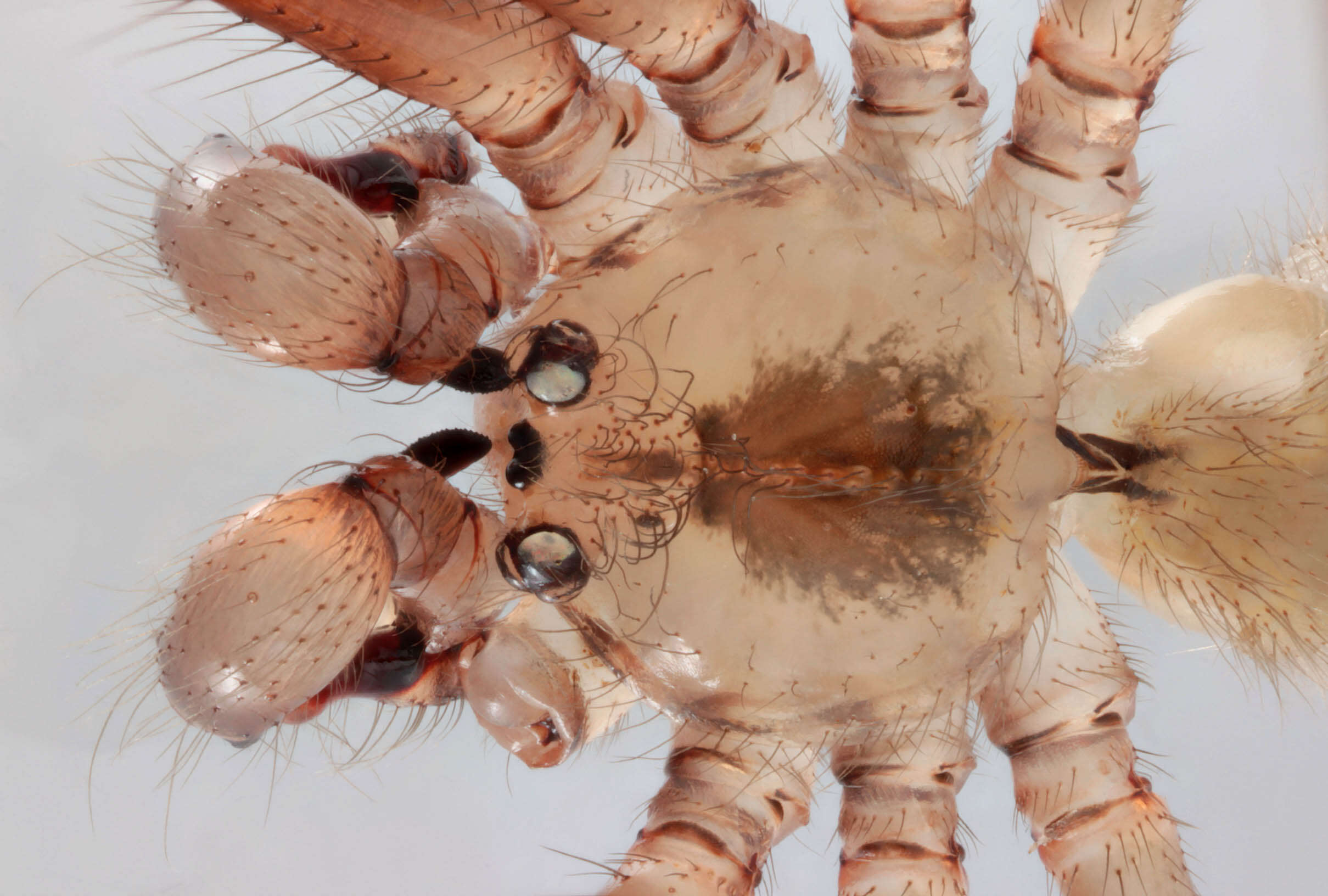 Image of Long-bodied Cellar Spider