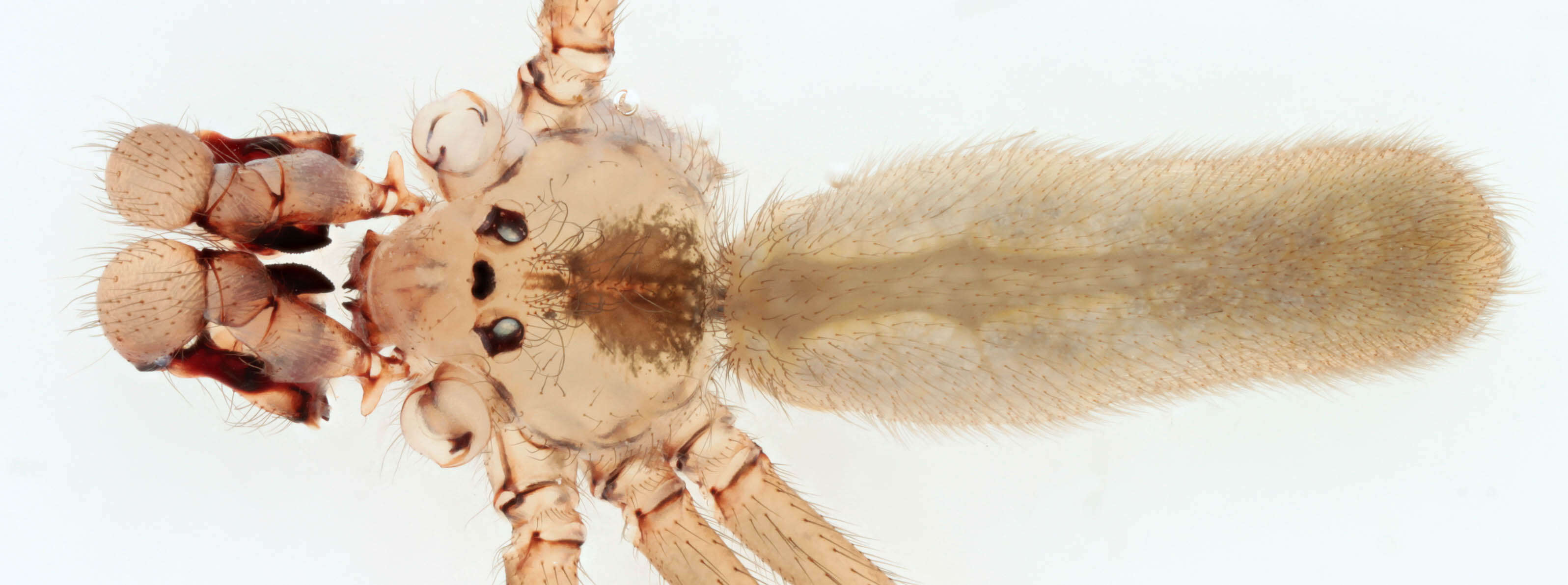 Image of Long-bodied Cellar Spider